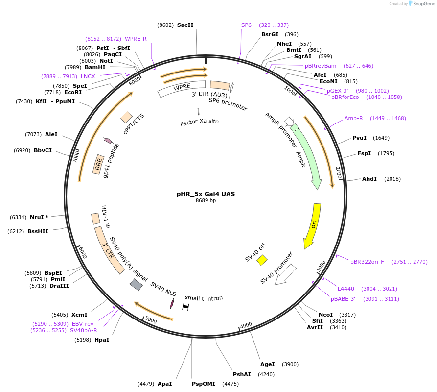 79119-plasmid-map-sequence-id-153988