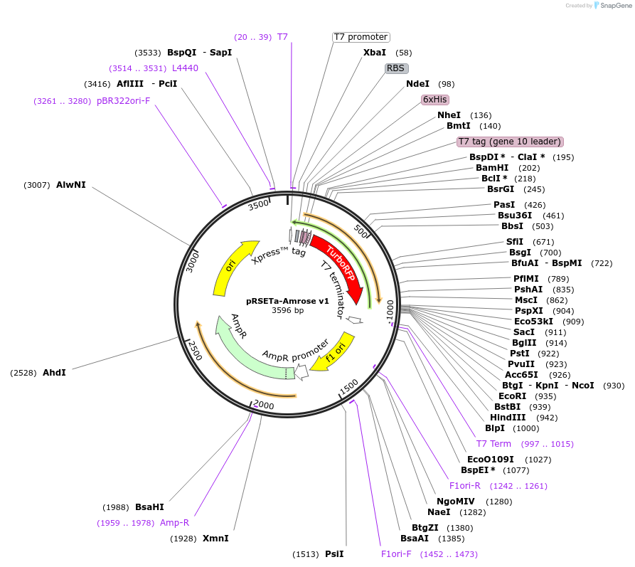 79537-plasmid-map-sequence-id-154020