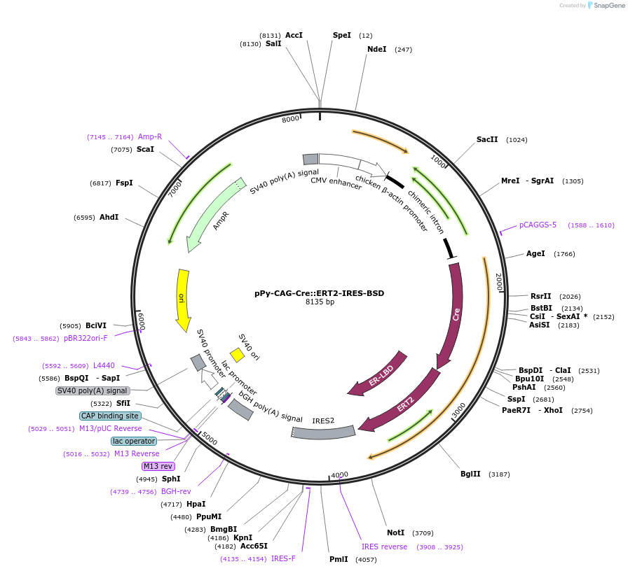 48760-plasmid-map-sequence-id-154036