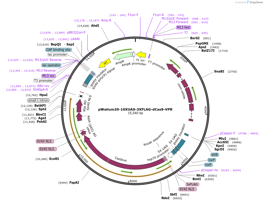 78897-plasmid-map-sequence-id-154056