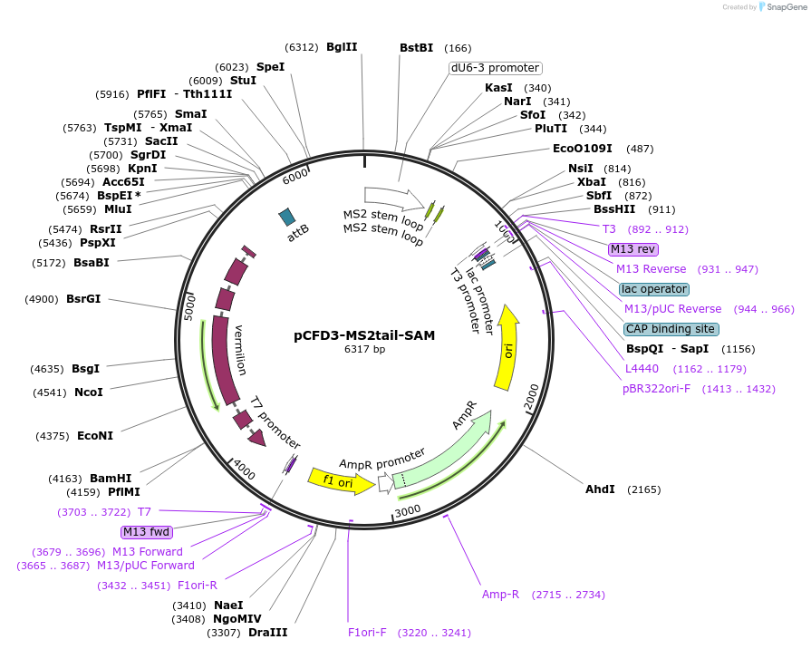 78905-plasmid-map-sequence-id-154078