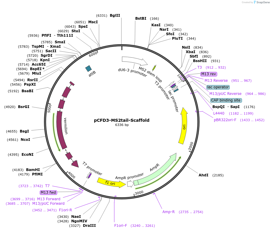 78906-plasmid-map-sequence-id-154081