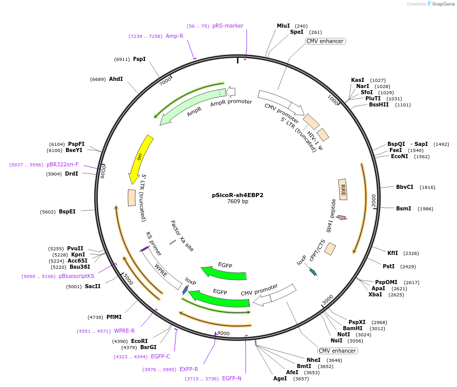 81121-plasmid-map-sequence-id-154097