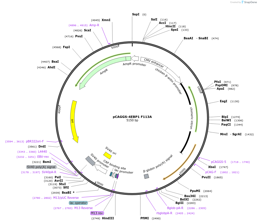 81122-plasmid-map-sequence-id-154102
