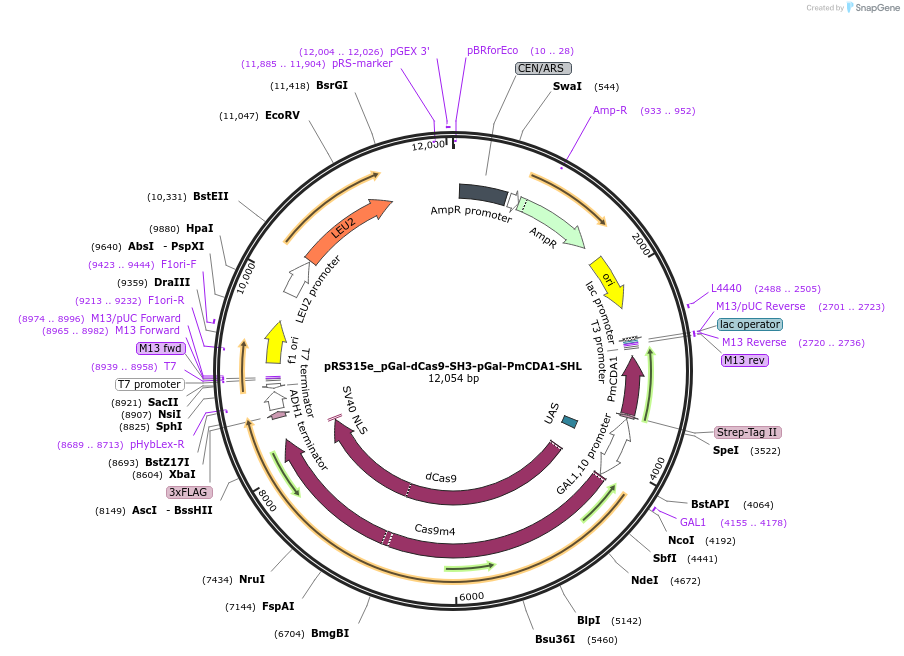 79614-plasmid-map-sequence-id-154114