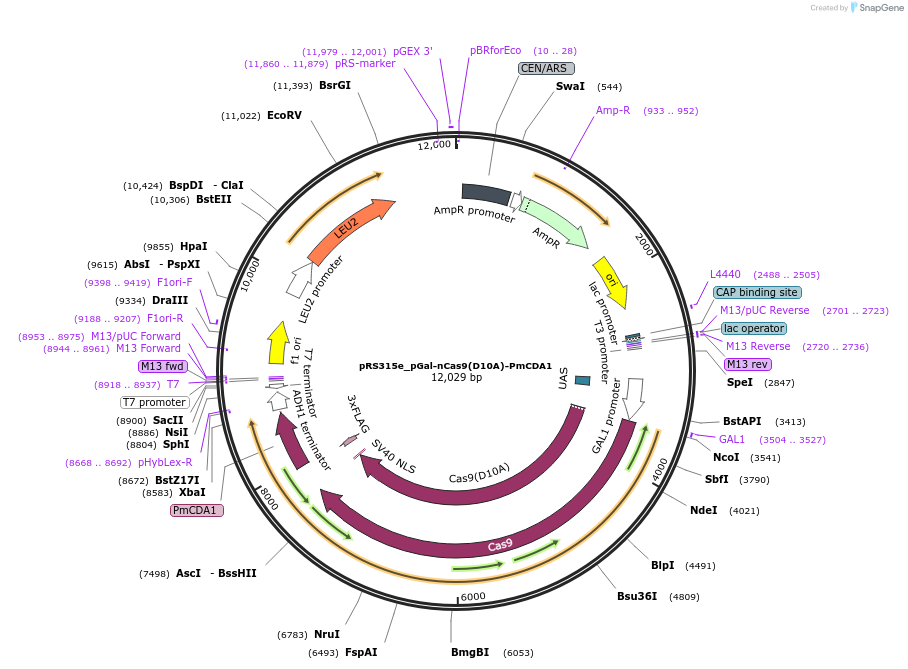 79617-plasmid-map-sequence-id-154115
