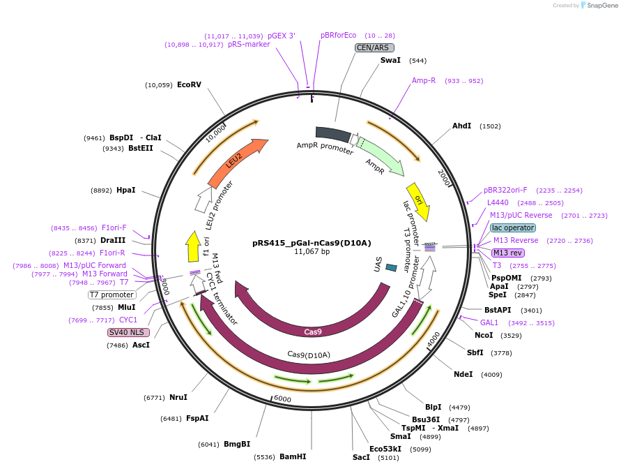 79618-plasmid-map-sequence-id-154116