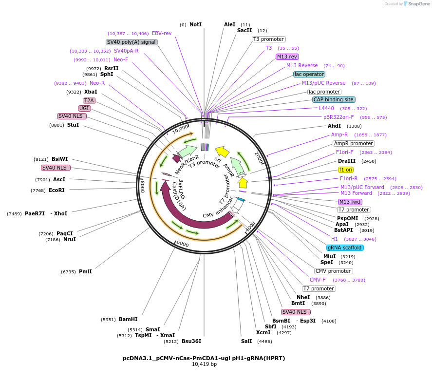 79620-plasmid-map-sequence-id-154120
