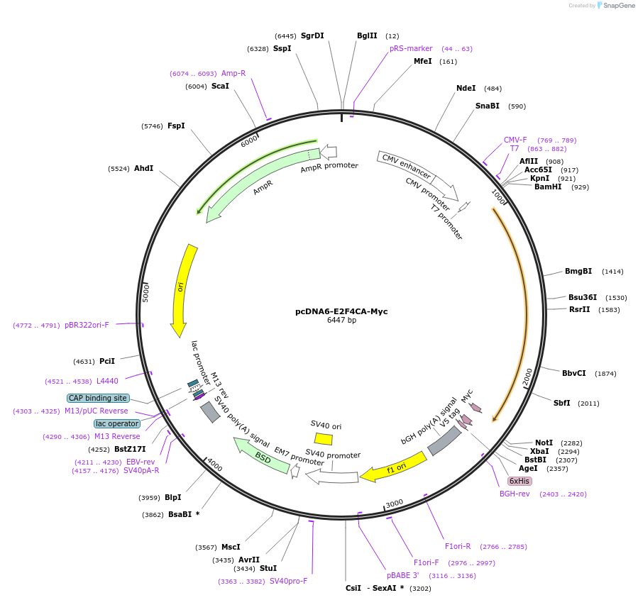 80428-plasmid-map-sequence-id-154143