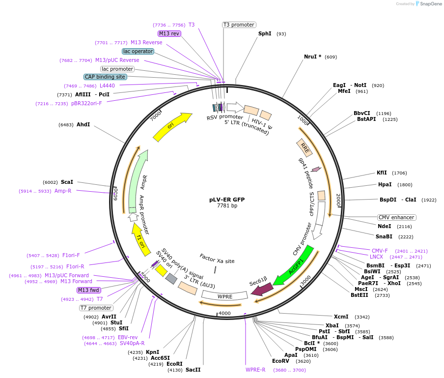 80069-plasmid-map-sequence-id-154194