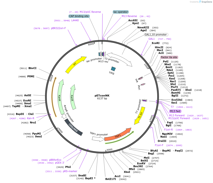 81169-plasmid-map-sequence-id-154219