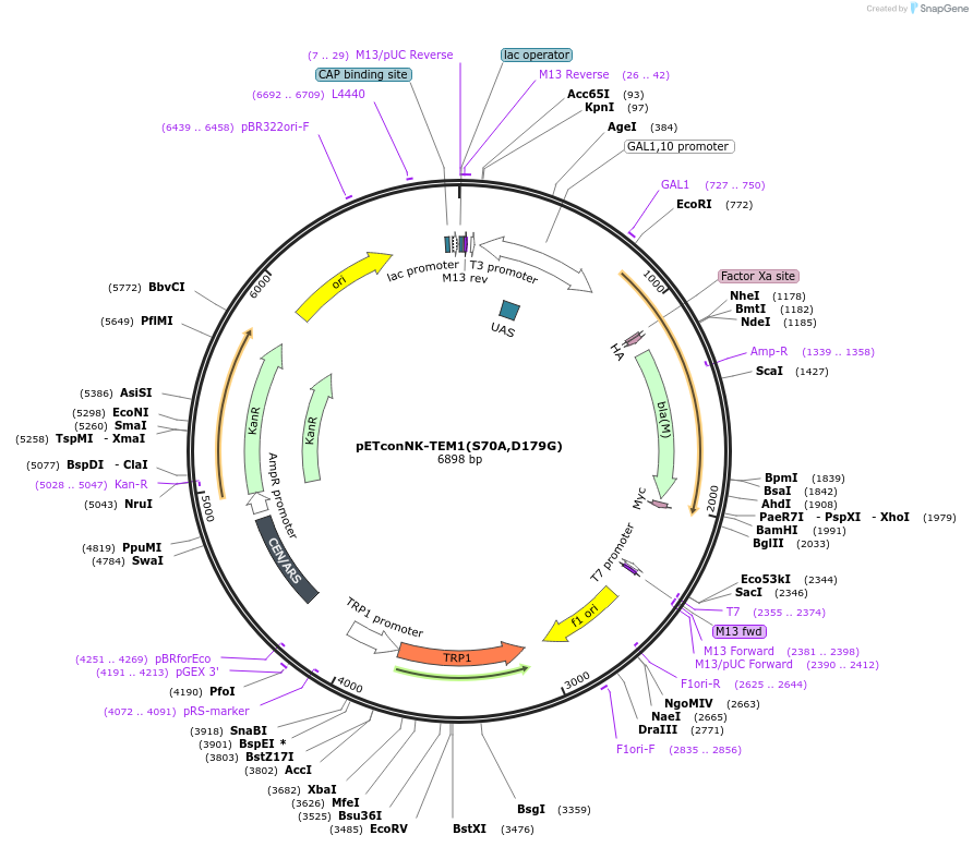 81166-plasmid-map-sequence-id-154221