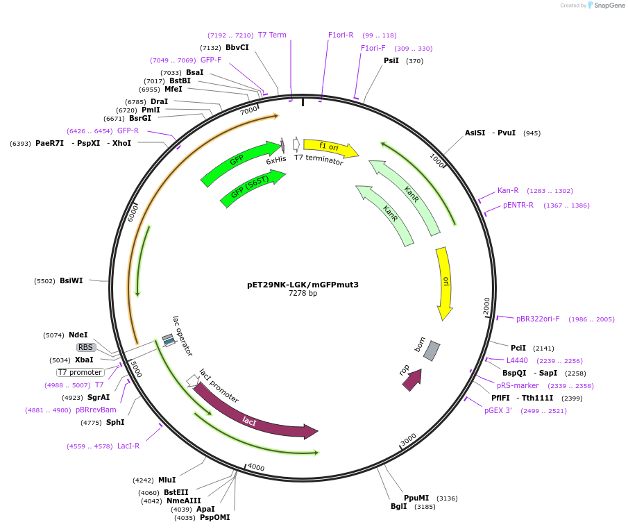 81168-plasmid-map-sequence-id-154222