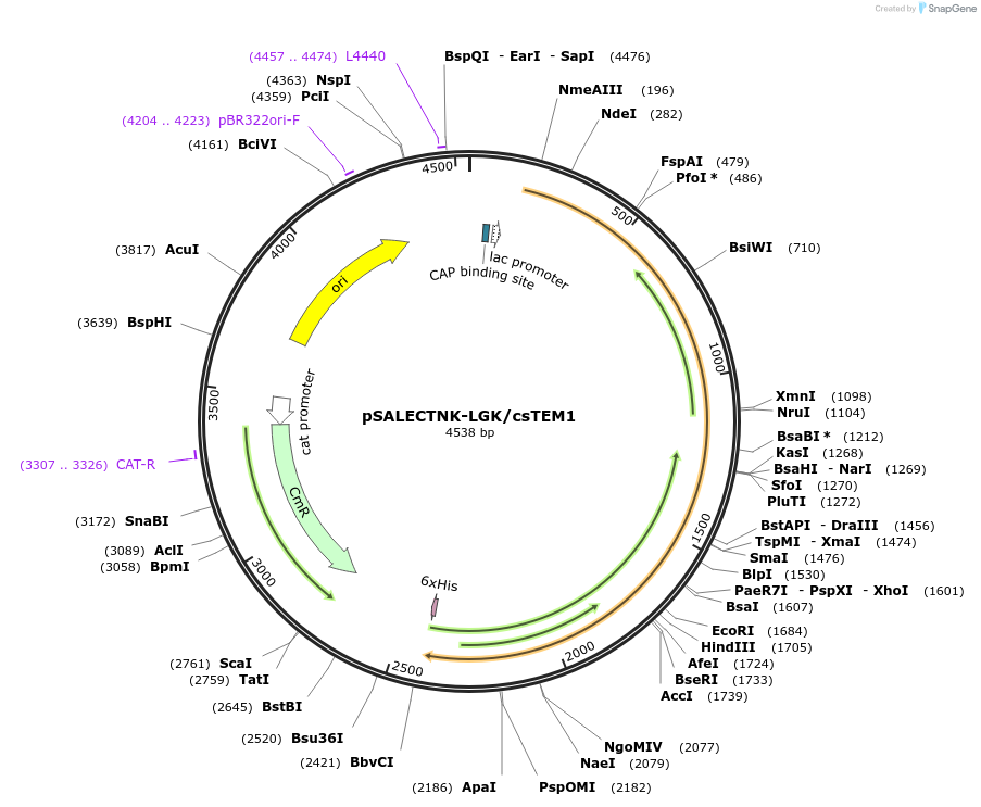 81164-plasmid-map-sequence-id-154225