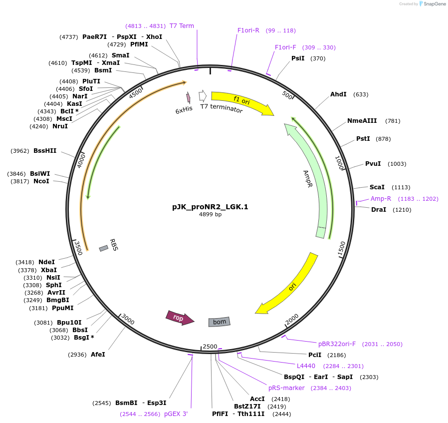 81161-plasmid-map-sequence-id-154226