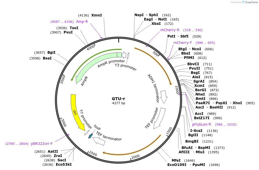 81096-plasmid-map-sequence-id-154259