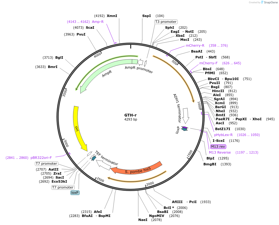 81106-plasmid-map-sequence-id-154309