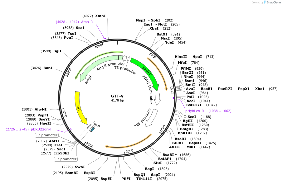 81110-plasmid-map-sequence-id-154338