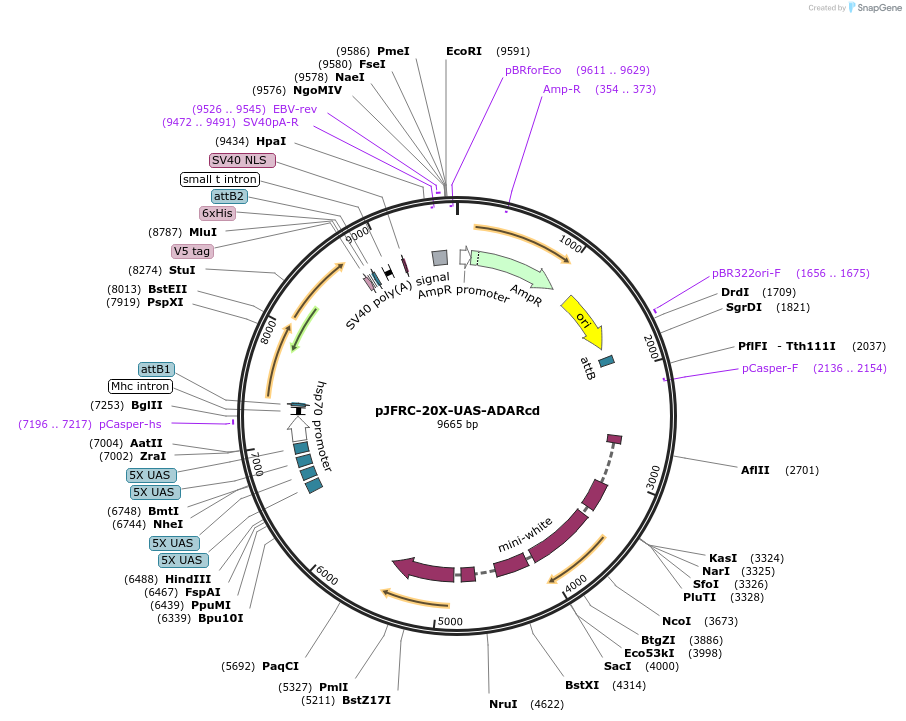 81173-plasmid-map-sequence-id-154354