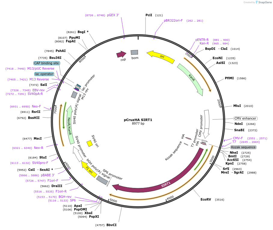 10962-plasmid-map-sequence-id-154364