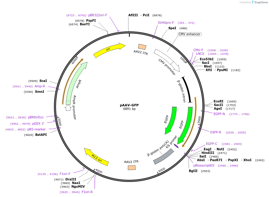32395-plasmid-map-sequence-id-154392