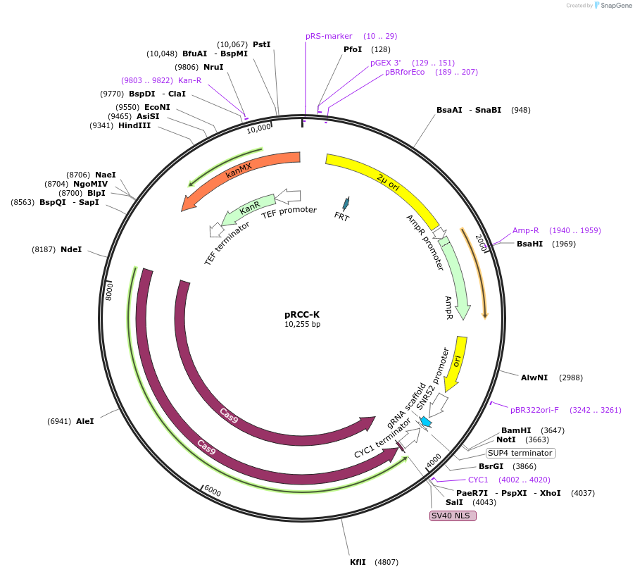 81191-plasmid-map-sequence-id-154417