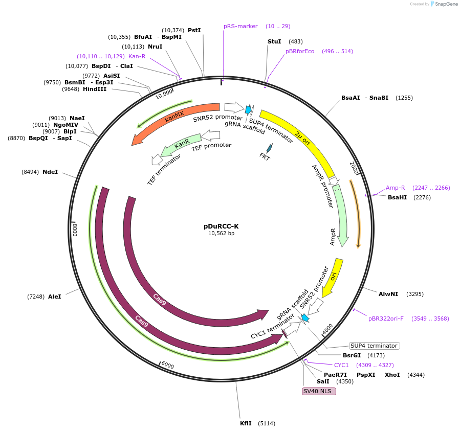 81193-plasmid-map-sequence-id-154419