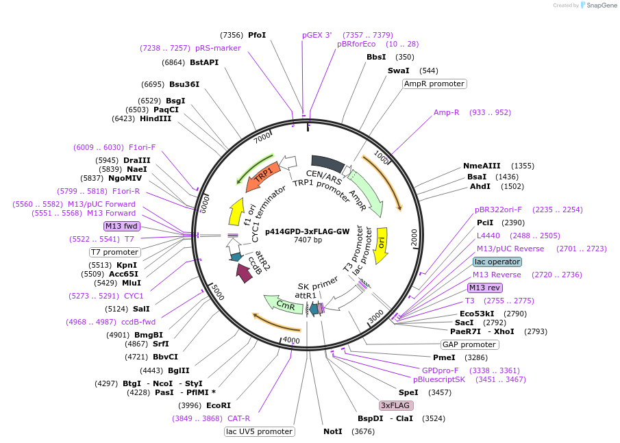 63780-plasmid-map-sequence-id-154426