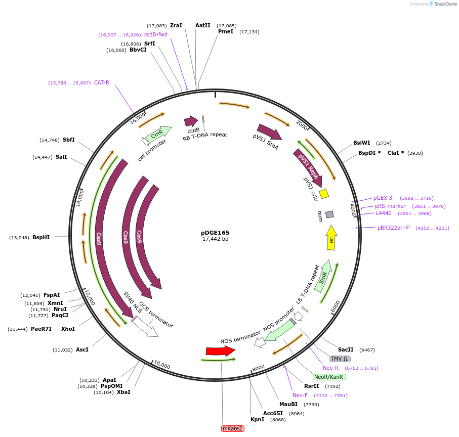 79455-plasmid-map-sequence-id-154429