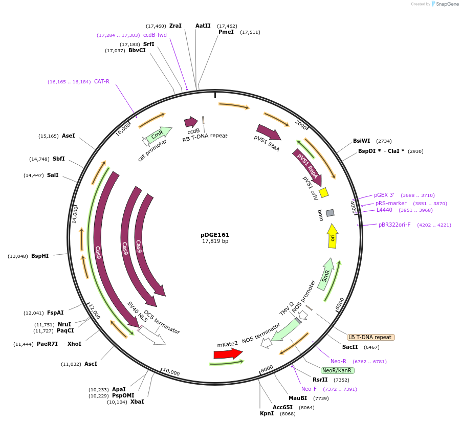 79453-plasmid-map-sequence-id-154437