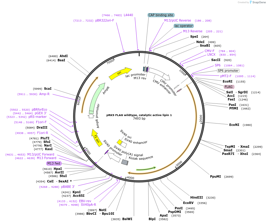 32005-plasmid-map-sequence-id-154438