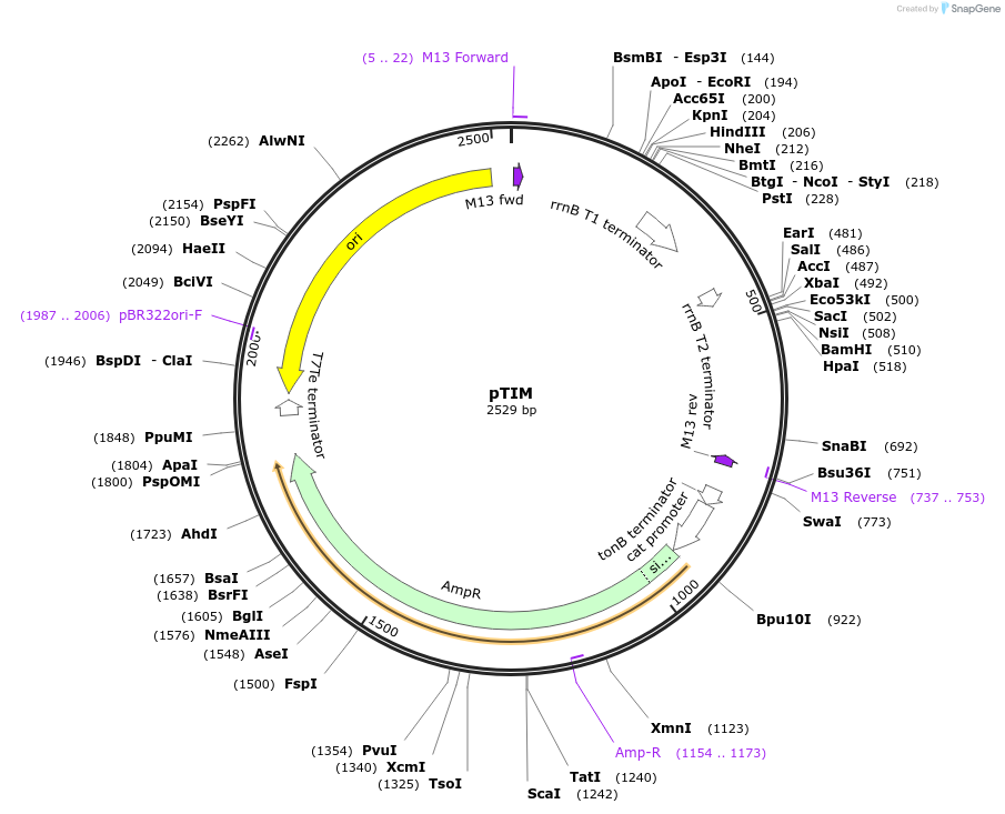 81198-plasmid-map-sequence-id-154442