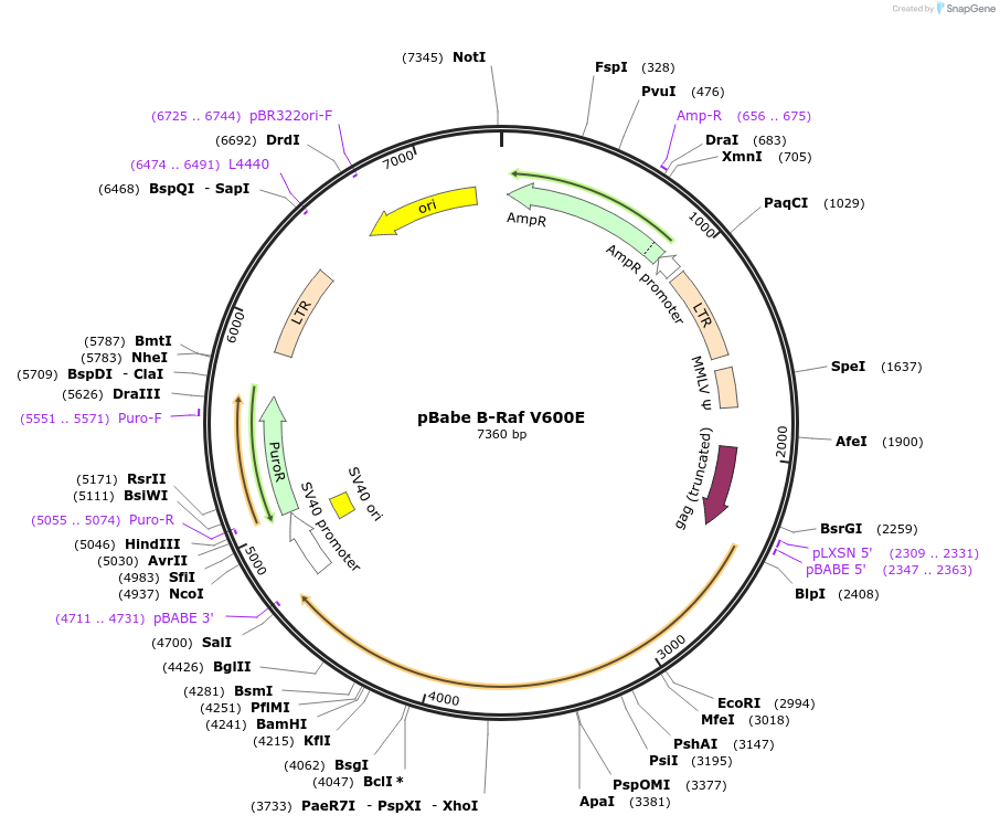 17544-plasmid-map-sequence-id-154443