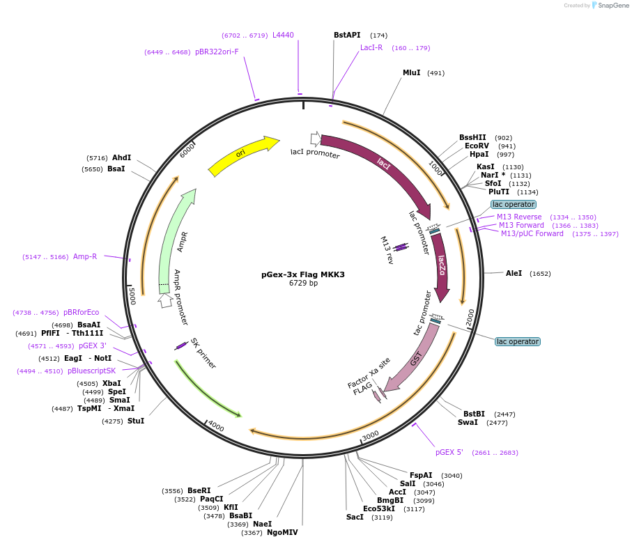 14814-plasmid-map-sequence-id-154445
