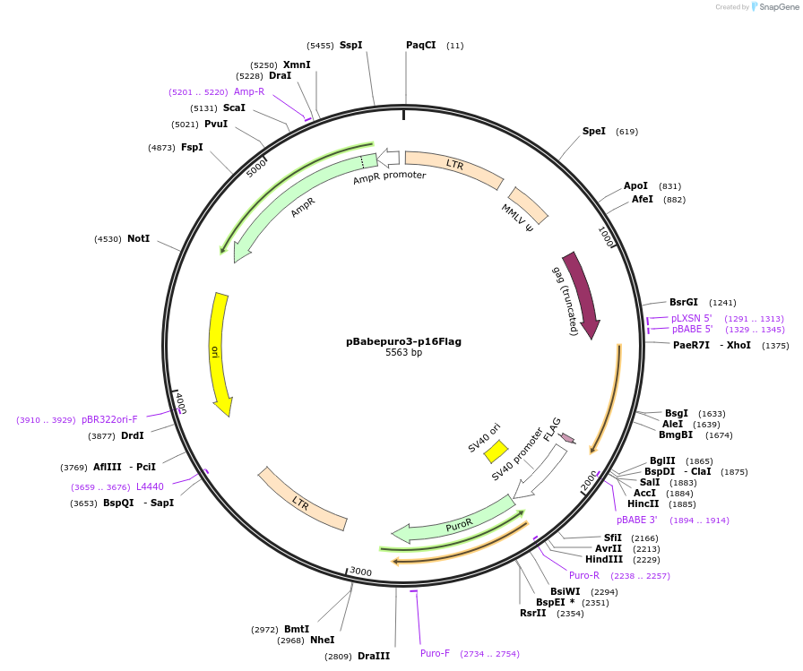 24934-plasmid-map-sequence-id-154447