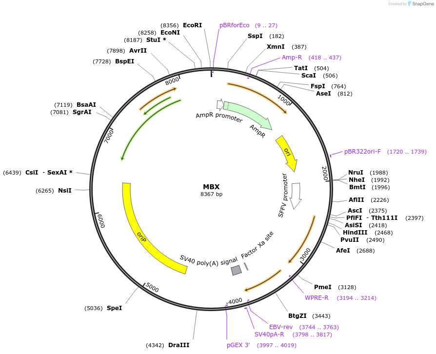 64122-plasmid-map-sequence-id-154452