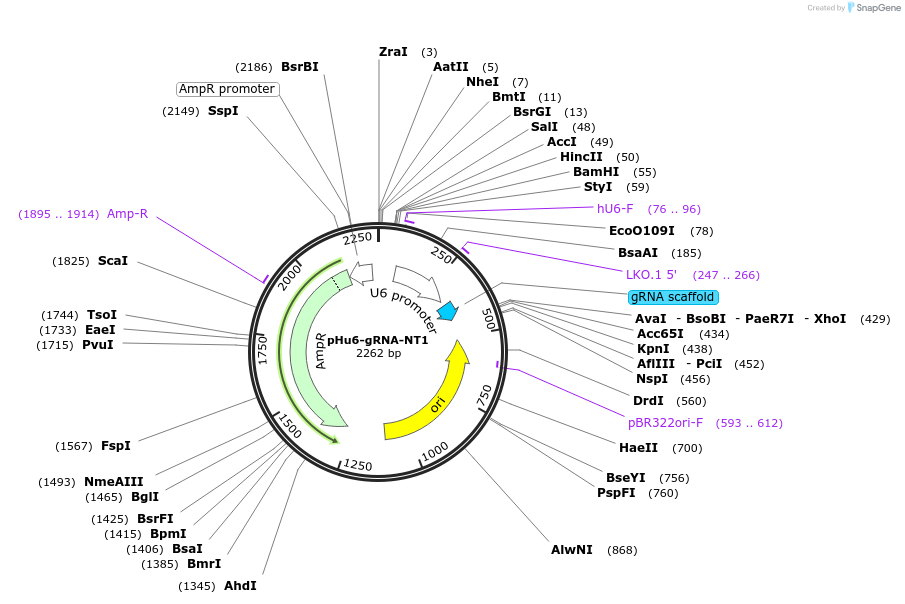 81203-plasmid-map-sequence-id-154466