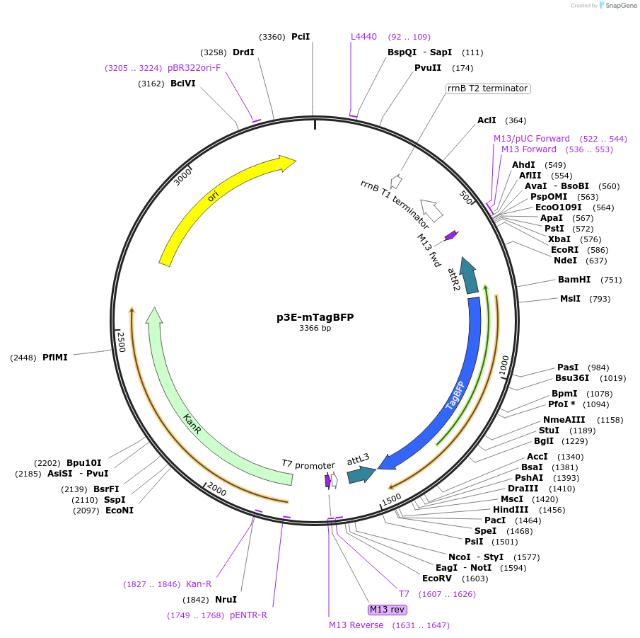 75175-plasmid-map-sequence-id-154499