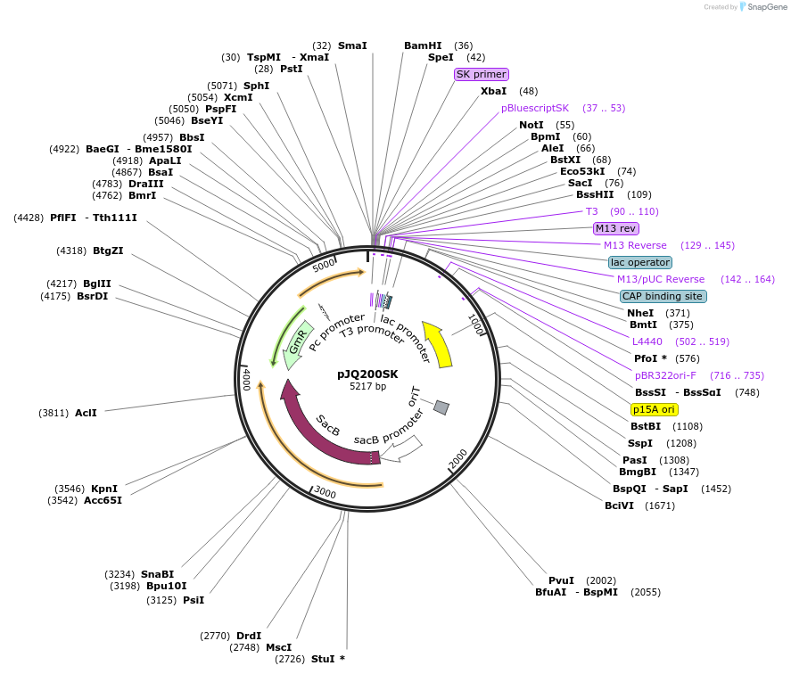 78497-plasmid-map-sequence-id-154514