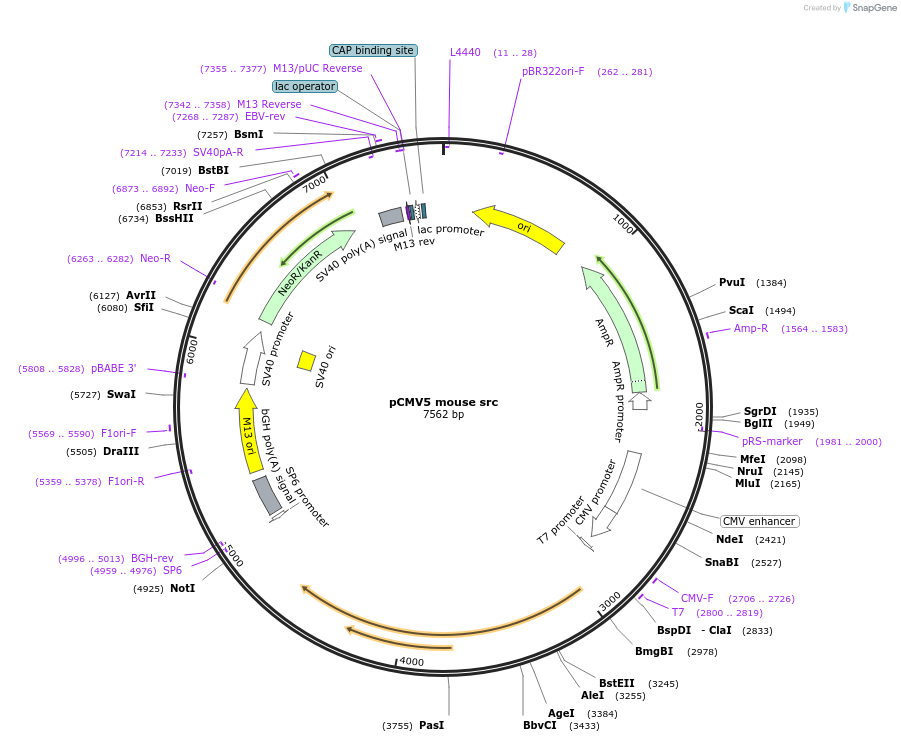 13663-plasmid-map-sequence-id-154541