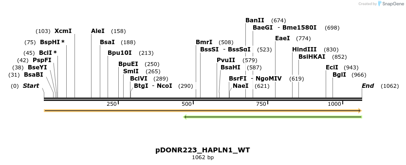 155076_map