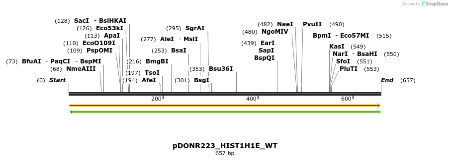155081_map