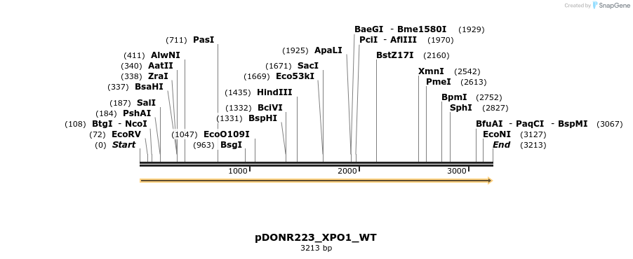 155131_map