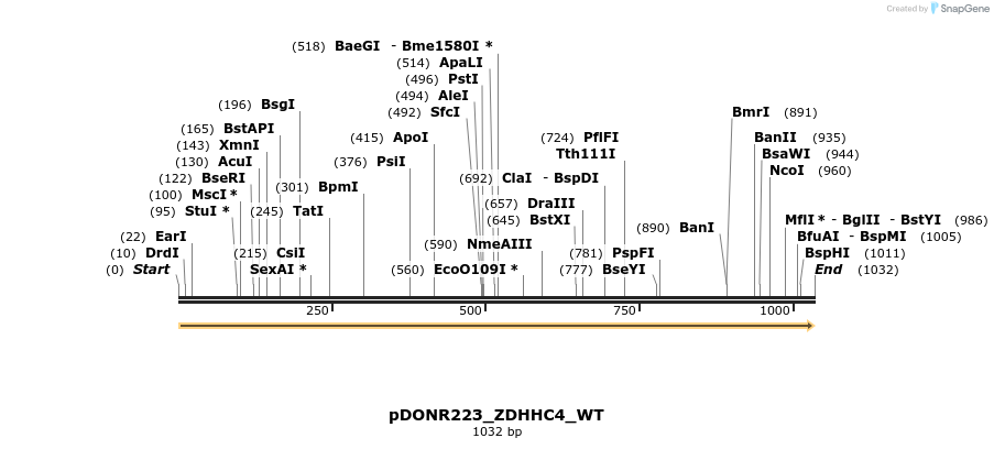 155150_map