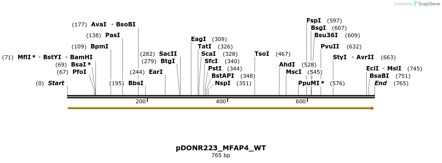 155177_map
