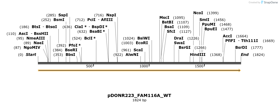 155182_map