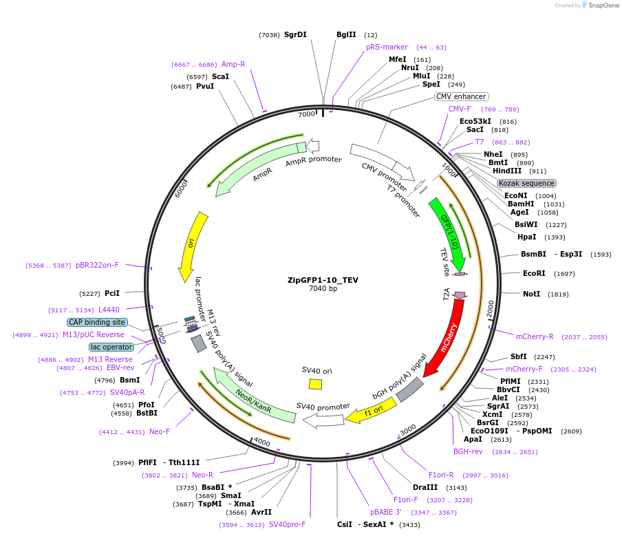 81242-plasmid-map-sequence-id-155346
