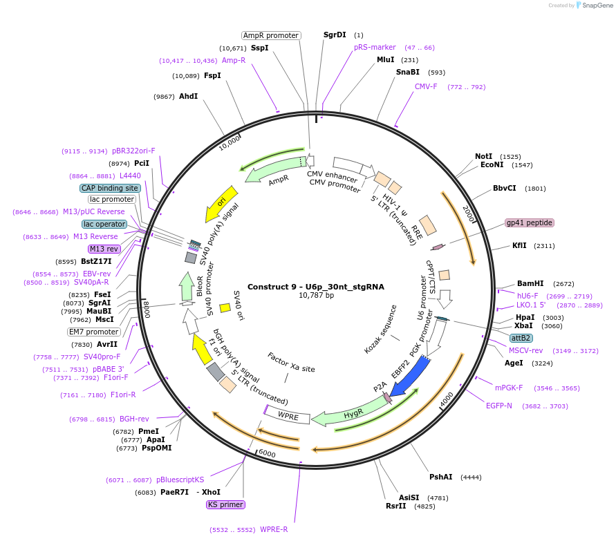 81248-plasmid-map-sequence-id-155350