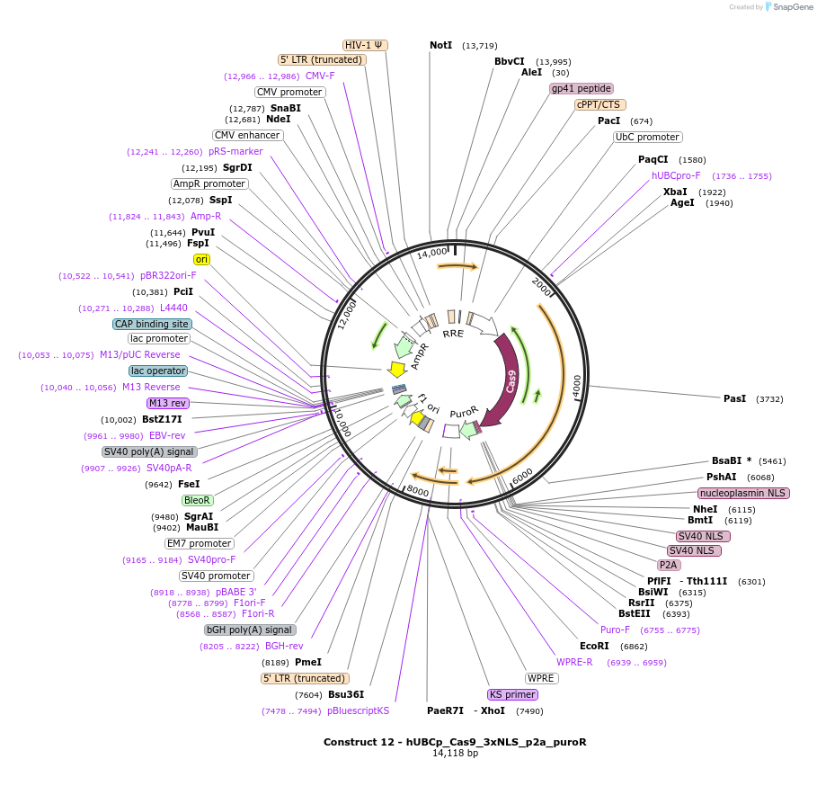 81251-plasmid-map-sequence-id-155356