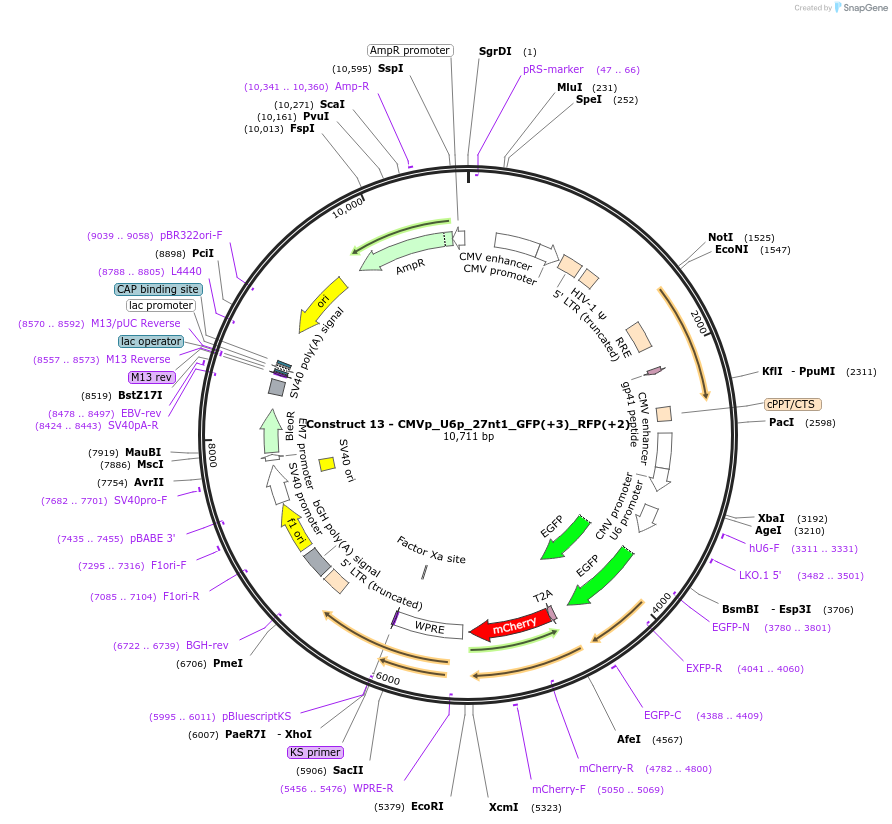 81252-plasmid-map-sequence-id-155357